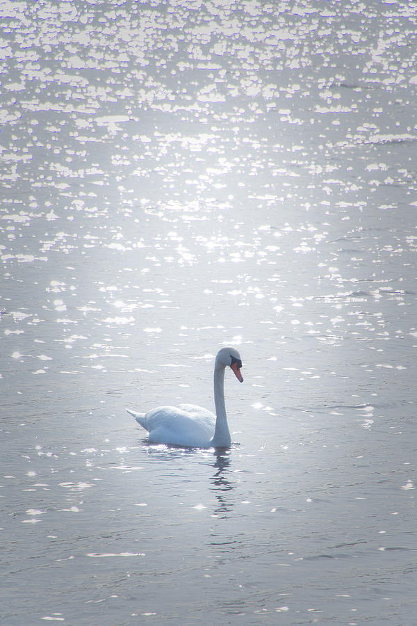 Swan Song Photograph by Steph Gabler