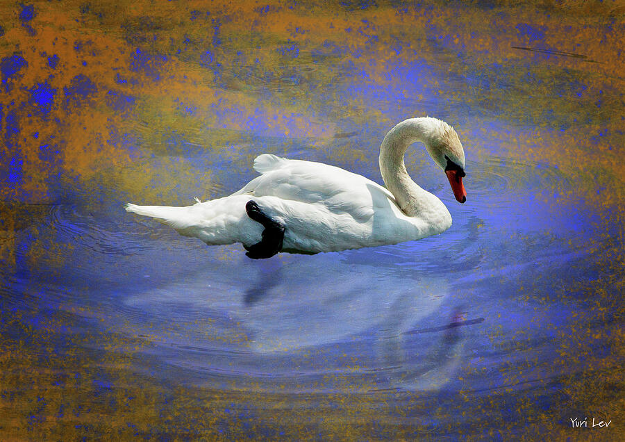 Swan Song Mixed Media by Yuri Lev