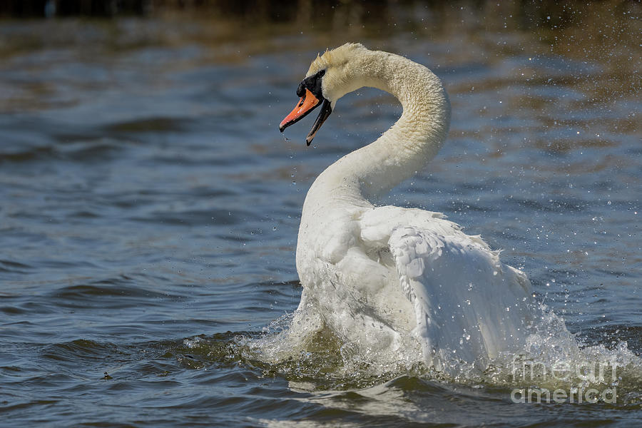 Swan splashing water Photograph by Sam Rino