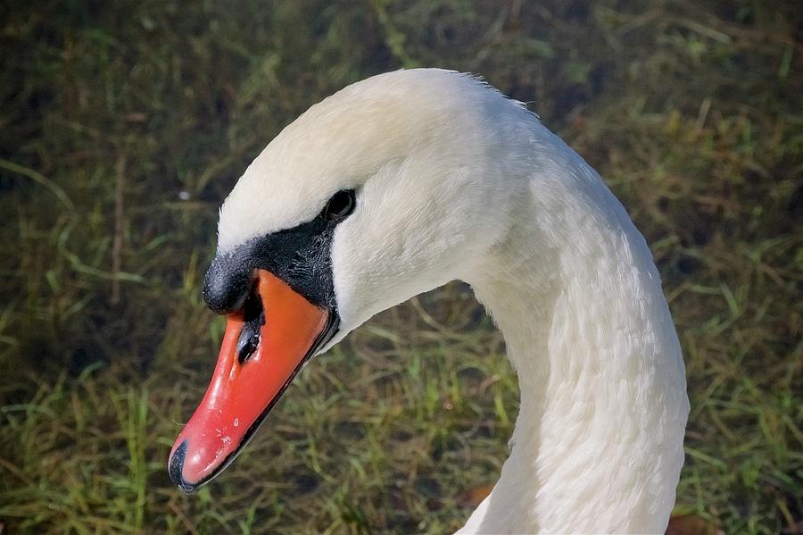 Swan Stare Photograph by Sean Hannon