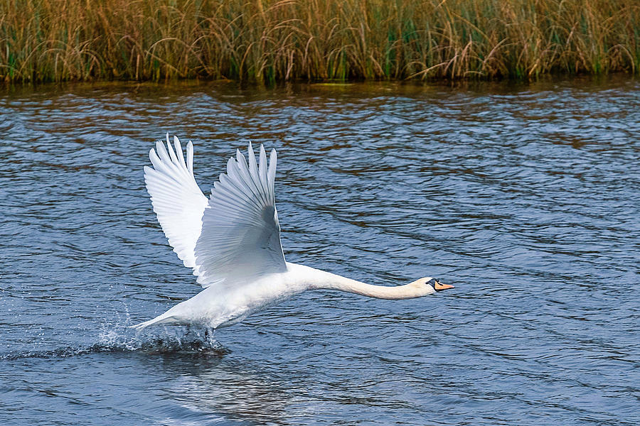 Swan Starts to Fly Photograph by Stuart Litoff - Pixels