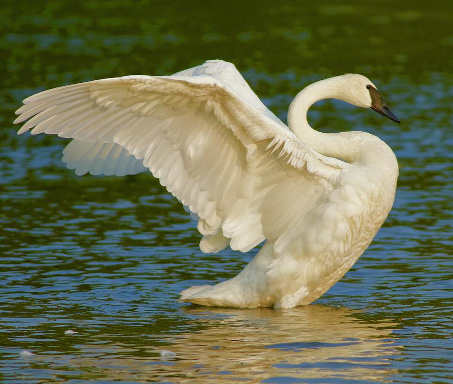 Swan stretching it's wings Photograph by Tom Zugschwert - Fine Art America