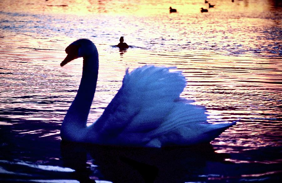 Swan Sunset Photograph by Gordon James