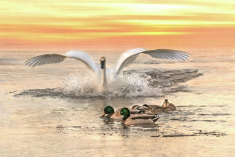 Swan Sunset Photograph by Patti Deters