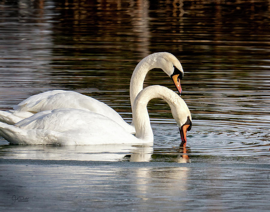 Swan Sweeties Photograph by Judi Dressler