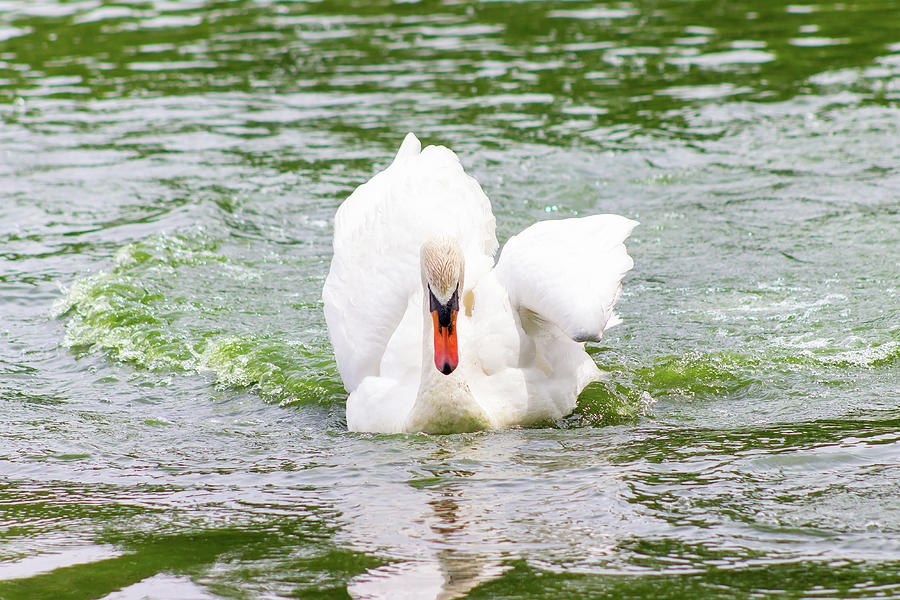 Swan Swimming Across a Lake Photograph by Auden Johnson