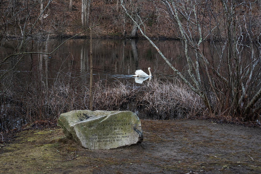 Swan swimming through Jenny Pond in Plymouth Massachusetts South Shore Photograph by Toby McGuire