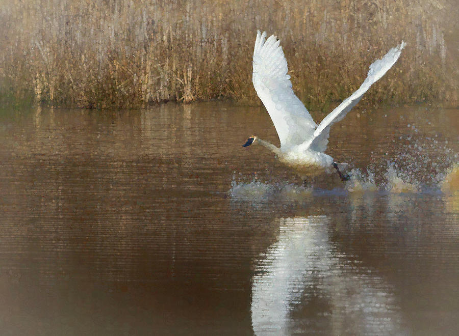 Swan Takeoff Photograph by Art Cole