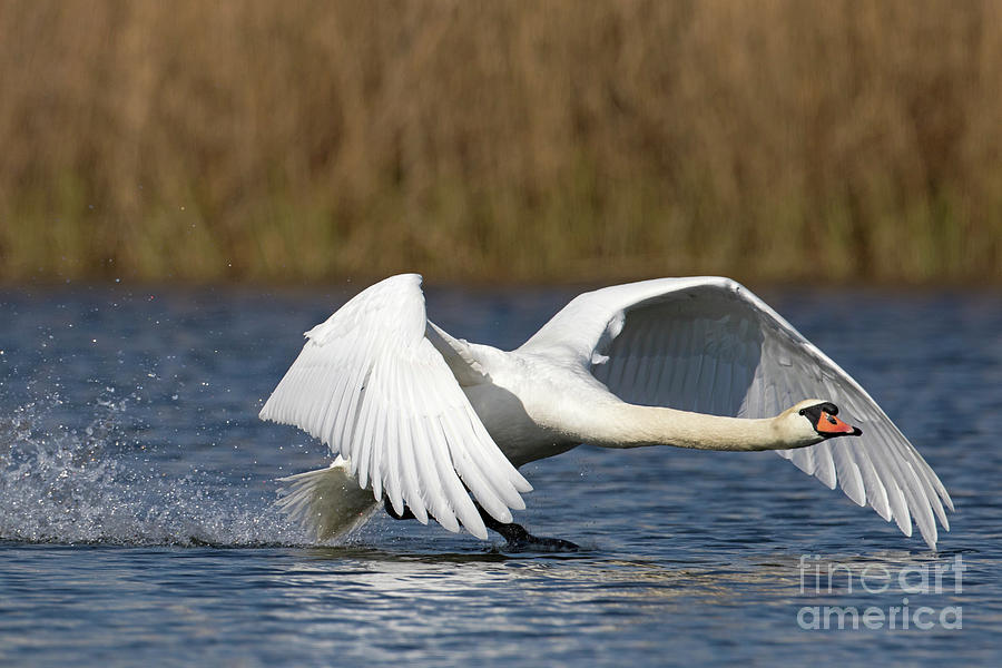 Swan Taking Off from Lake Photograph by Arterra Picture Library