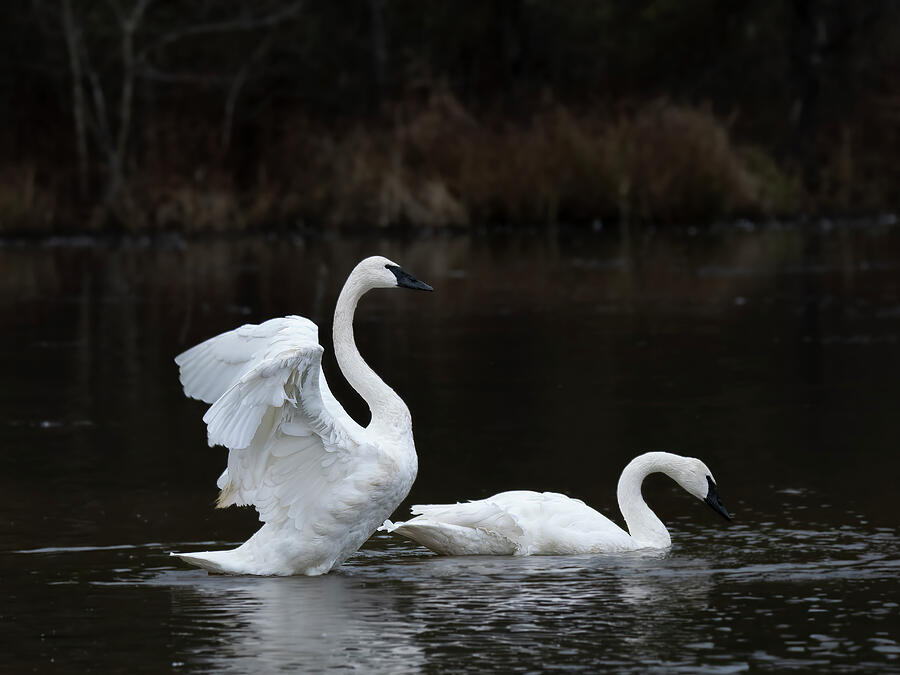 Swan Titanic Pose Photograph by Lee and Renee Walsh Swan Titanic Pose Photograph by Lee and Renee Walsh