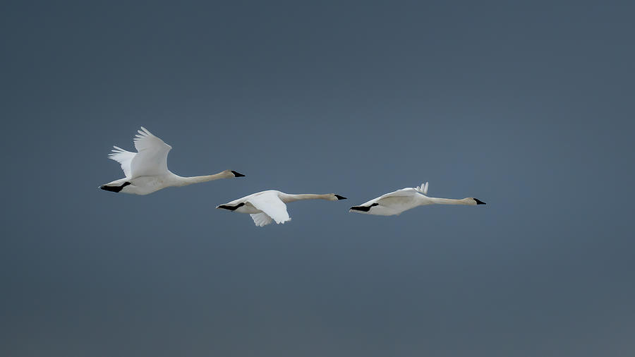 Swan Trio Photograph by David Demarest - Fine Art America