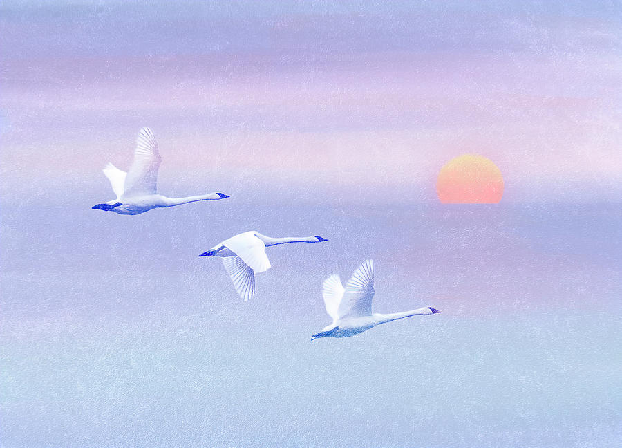 Swan Trio in Flight with Watercolor Sunset Photograph by Patti Deters