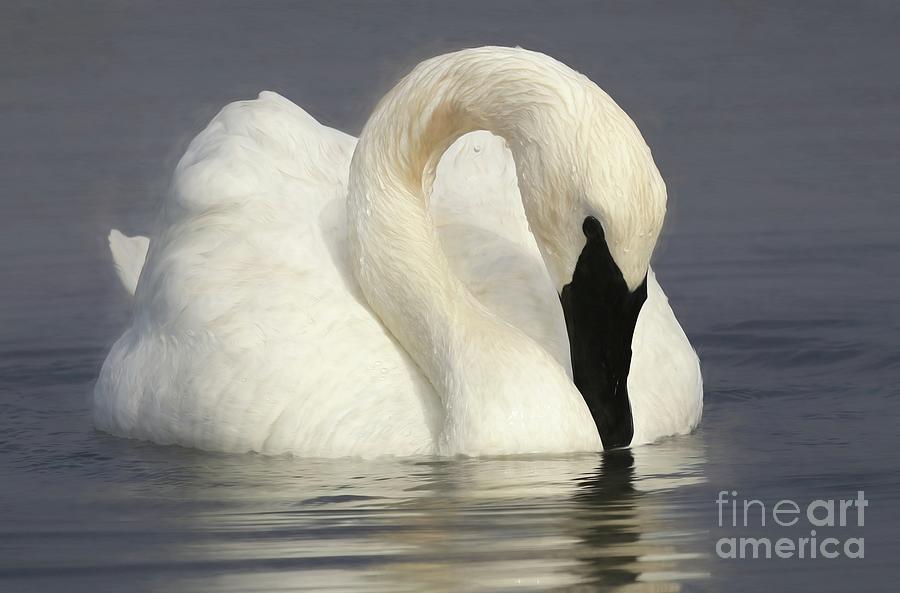 Swan - Trumpeter Painting by Sue Harper Swan - Trumpeter Painting by Sue Harper