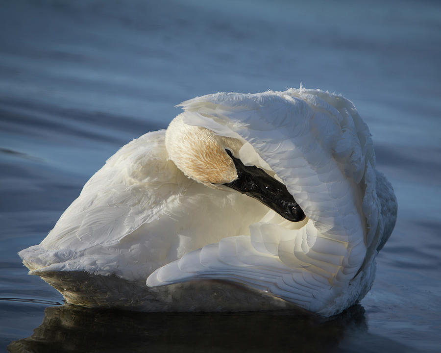 Swan Tuck Photograph by Patti Deters