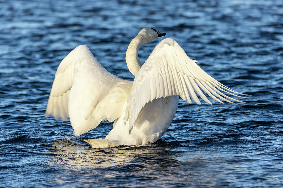 Swan Wing Stretch Display Photograph by Patti Deters