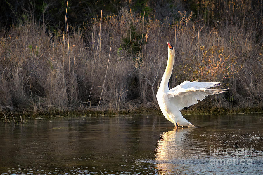 Swan, wings stretched. Photograph by Alyssa Tumale