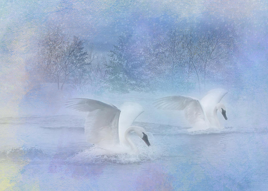 Swan Winter Wonderland Photograph by Patti Deters