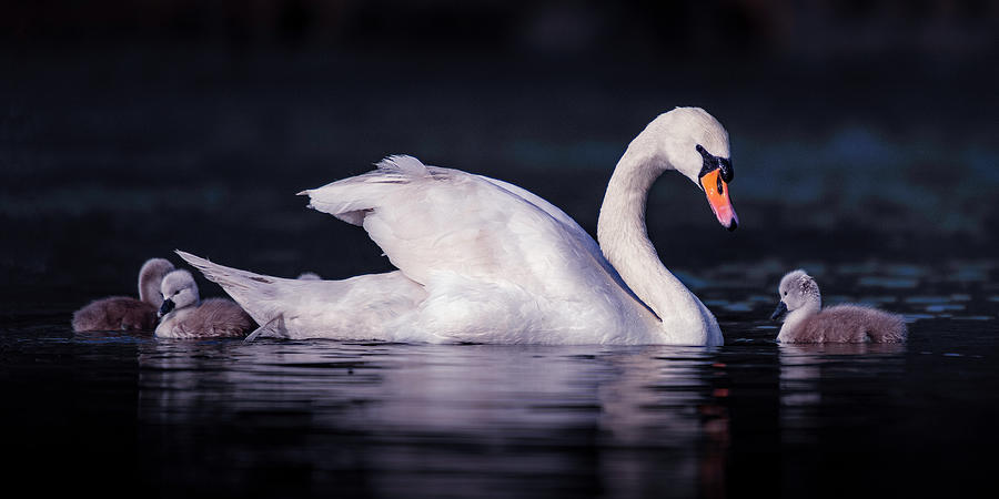 Swan with Cygnets Photograph by Stephen Allinson - Fine Art America