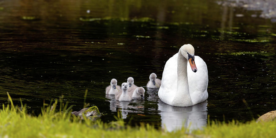 Swan With Ducklings Photograph