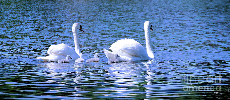 Swan with their Cygnets Photograph by Elaine Manley