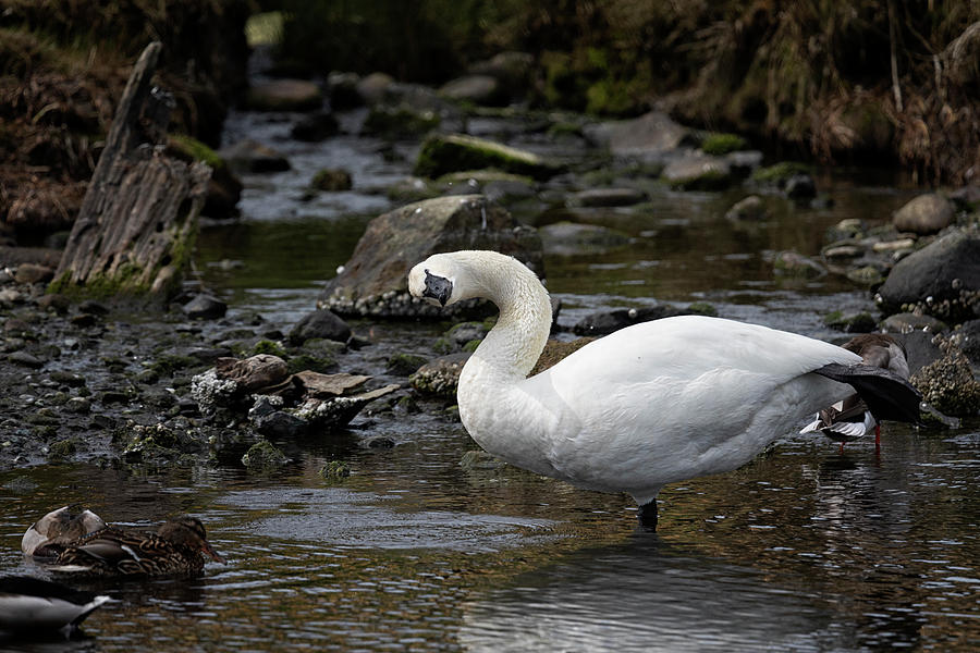 Swan Yoga Photograph by Randy Hall