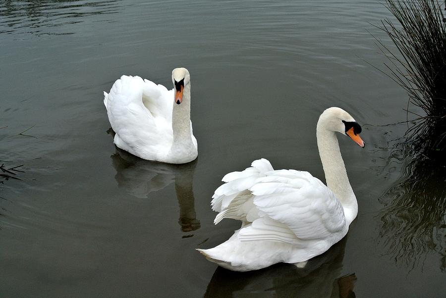 Swanning Around Photograph by Lynne Iddon Fine Art America