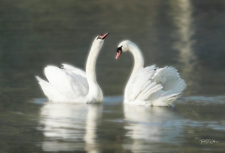 Swans a Swimming Photograph by Theresa D Williams