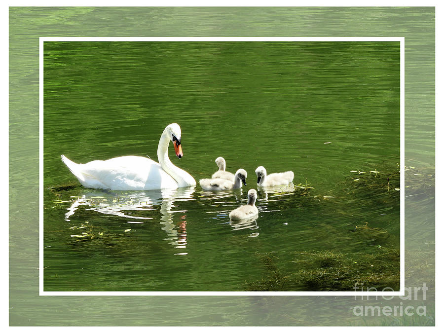 Swans Photograph by Heidi De Leeuw