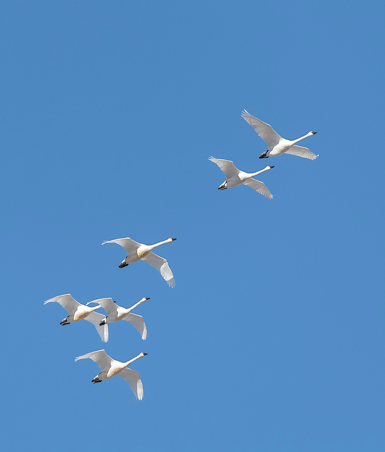 Swans Aloft Photograph by Loree Johnson