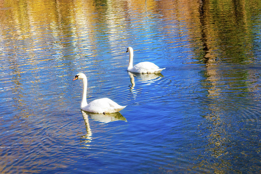 Swans Among The Reflections Of The Lake - Glamor Edition Photograph