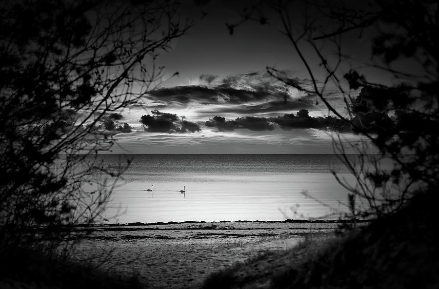 Swans And Evening Sea In Natural Frame Jurmala  Photograph by Aleksandrs Drozdovs