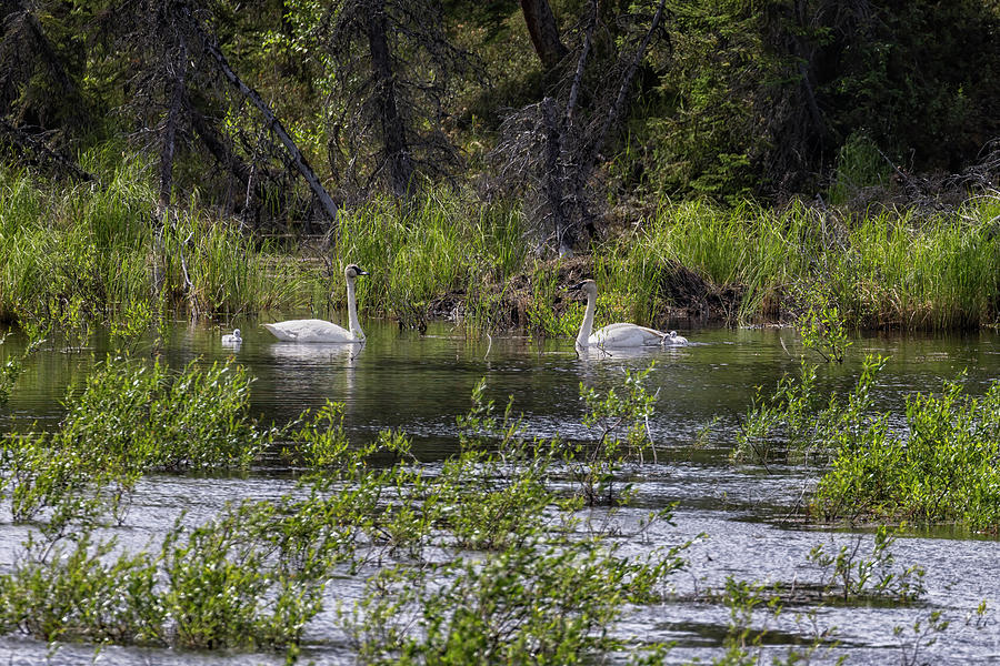 Swans and Four Cygnets Photograph by Belinda Greb