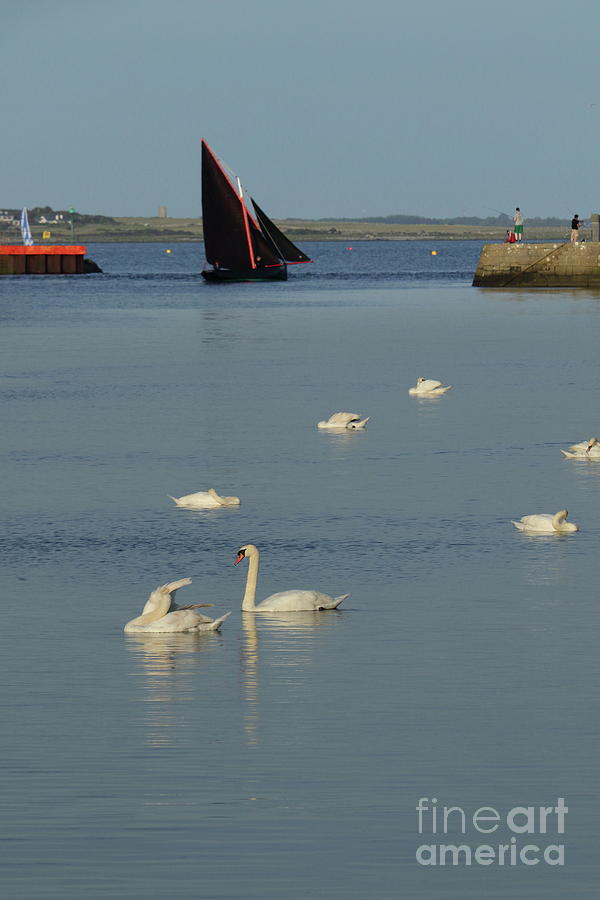 Swans and Galway Hooker boat Photograph by Peter Skelton