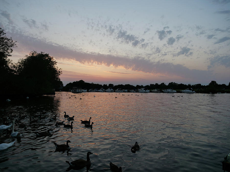 Swans and Sunset Windsor by Santosh Puthran Swans and Sunset Windsor by Santosh Puthran