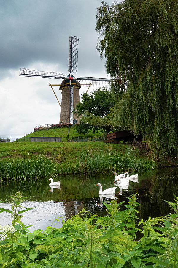 Swans and Windmill Photograph by Marian Tagliarino