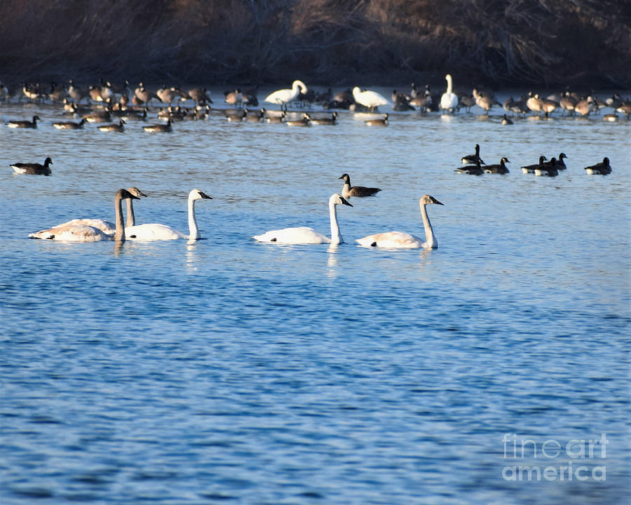 Swans Are Back Photograph by Kathy M Krause