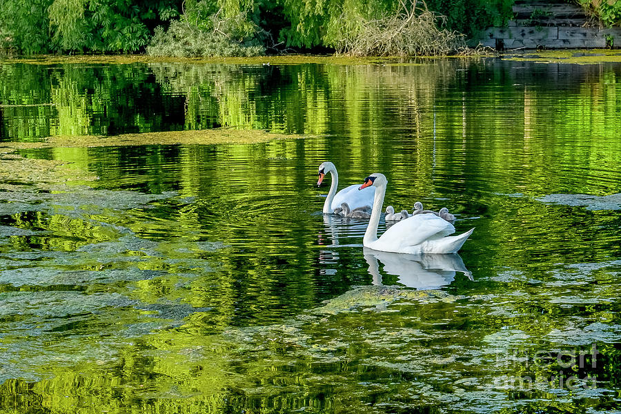 Swans at Ambleside Photograph by Michael Wheatley
