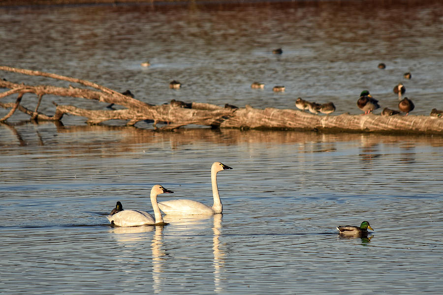 Swans at Ankeny National Wildlife Refuge Photograph by Dana Hardy ...