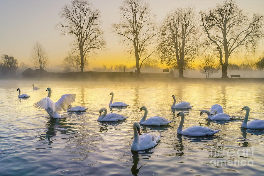 Swans at dawn Photograph by Michael Wheatley