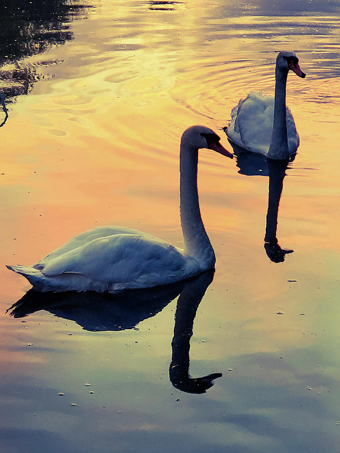 Swans at Dusk Photograph by Andrea Whitaker