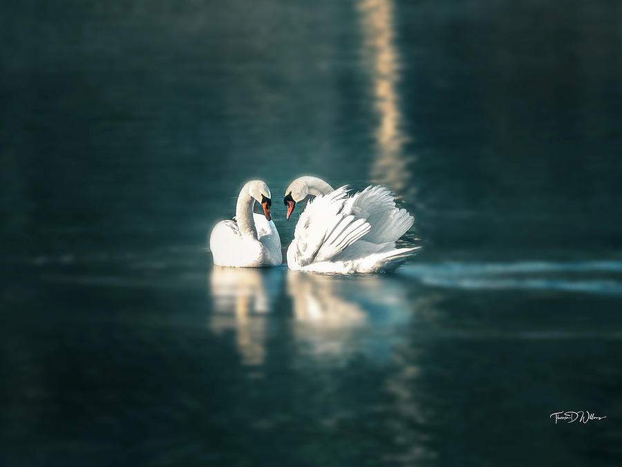 Swans at First Light Photograph by Theresa D Williams