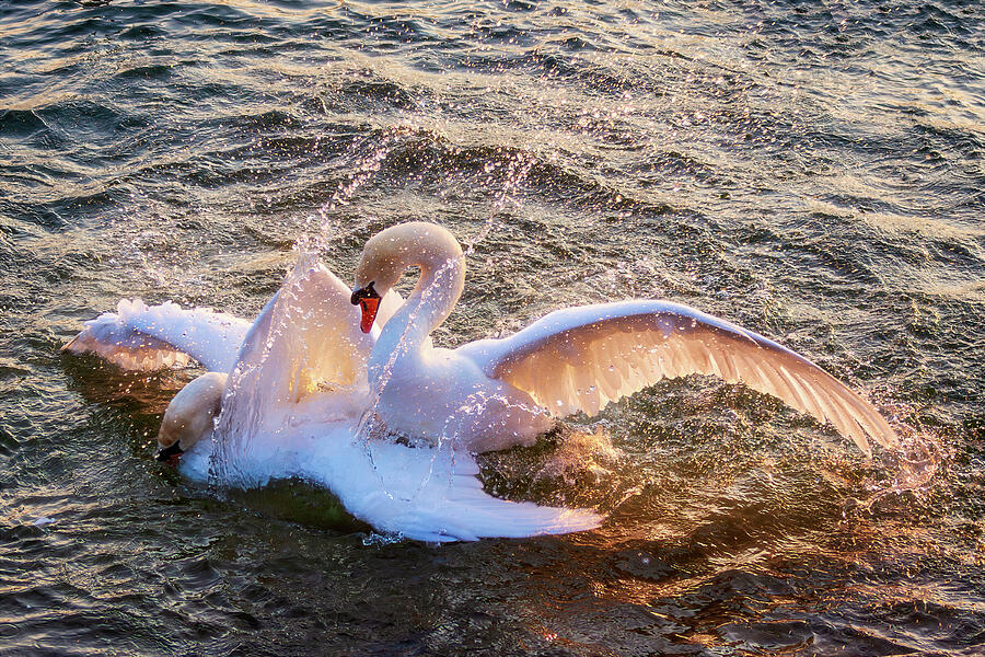 Swans at mating time Photograph by Tatiana Travelways Swans at mating time Photograph by Tatiana Travelways