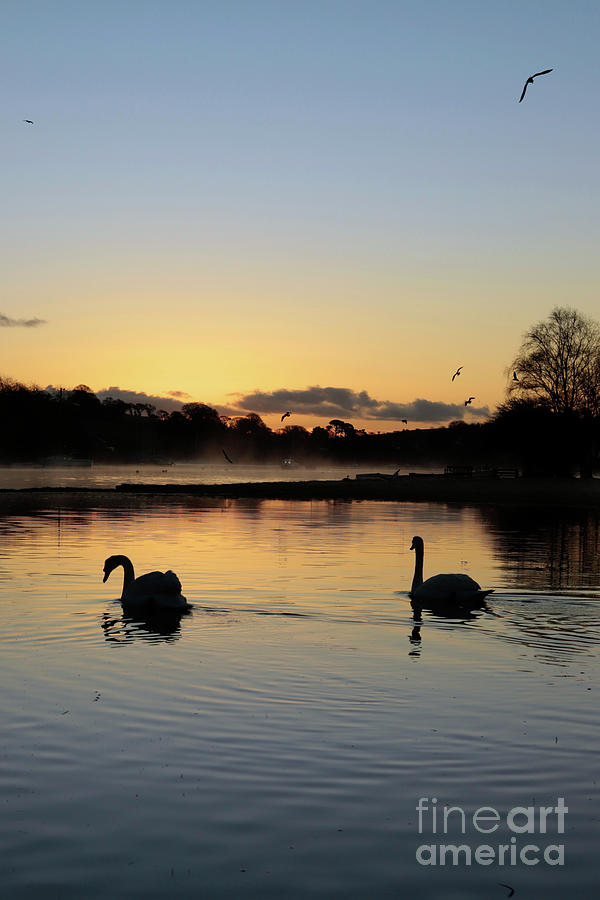 Nature Photograph - Swans at Sunrise by Terri Waters