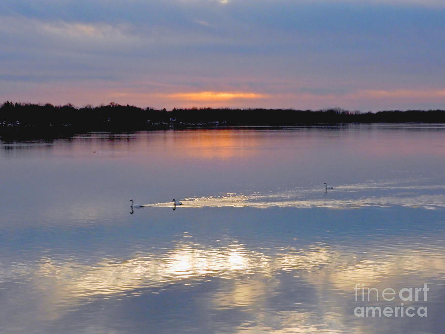 Swans At Sunset February 8, 2024 Photograph by Sheila Lee