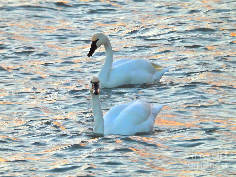 Swans At Sunset January 21, 2024 Photograph by Sheila Lee