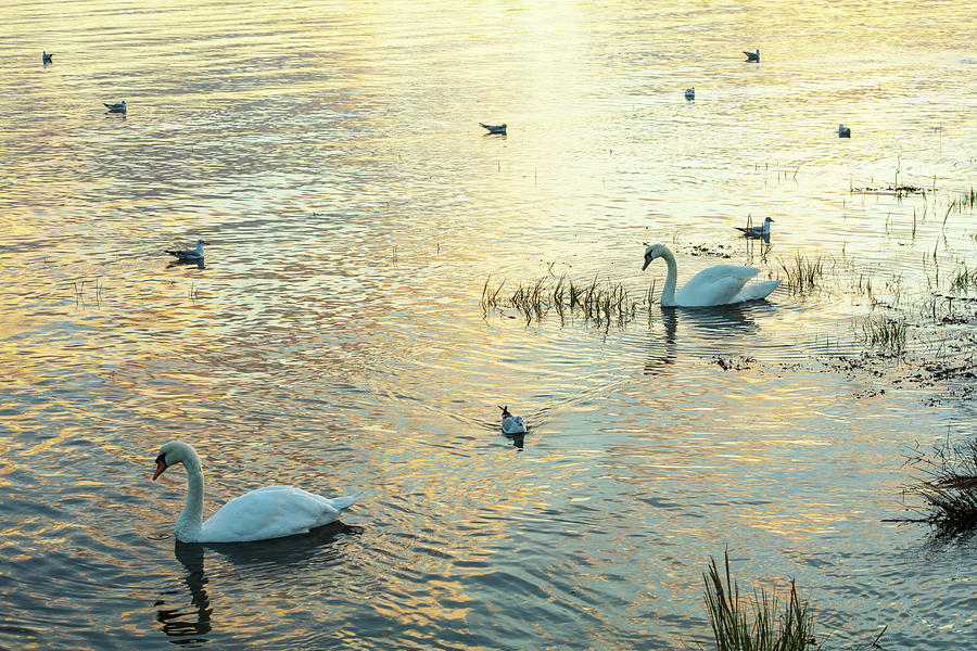 Swans at Sunset Photograph by Ruth Crofts