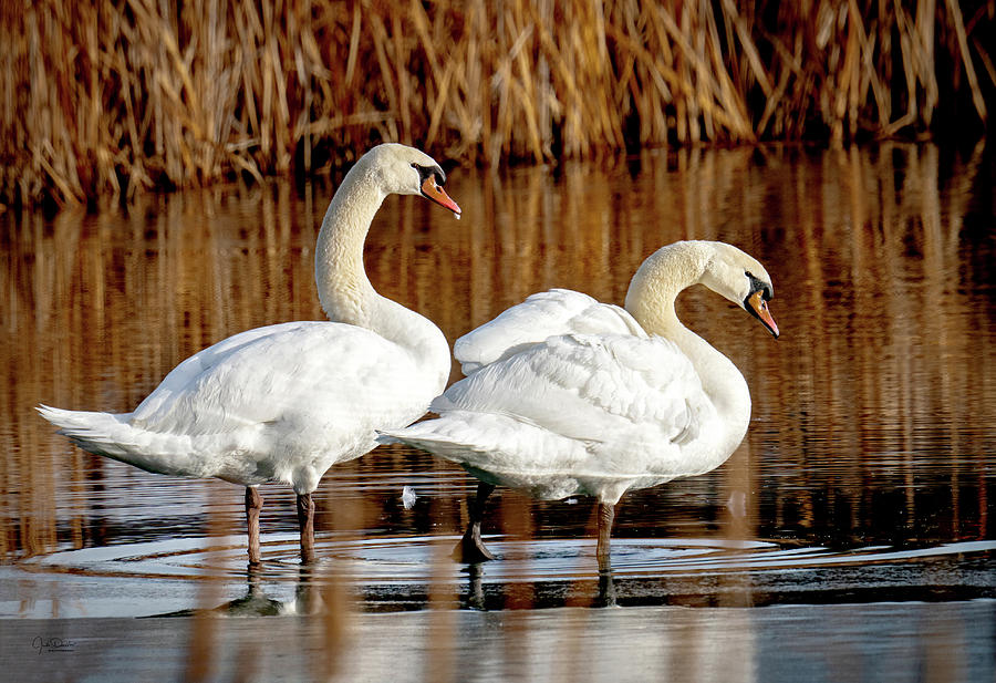 Swans at the Pond Photograph by Judi Dressler