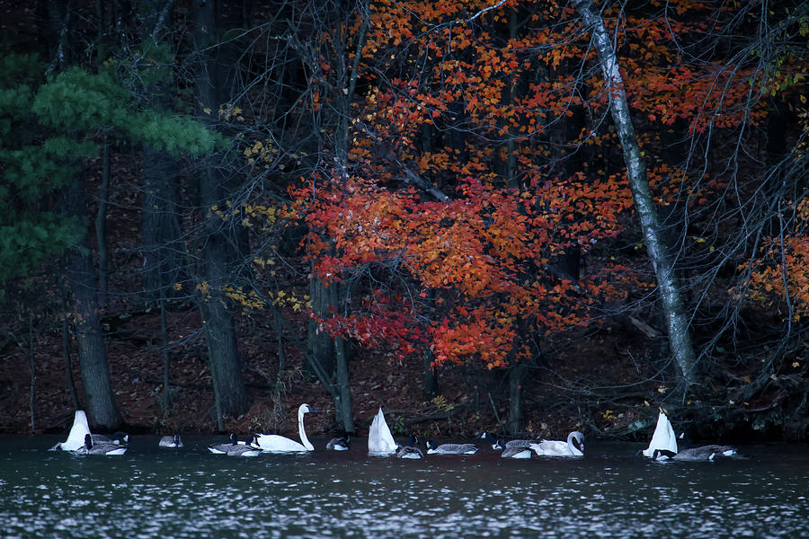 Swans Photograph by Brook Burling