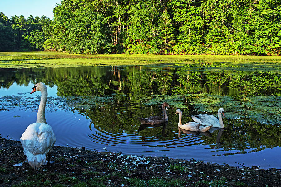 Swans Chilling out in Stearns Millpond Sudbury Massachusetts Photograph by Toby McGuire