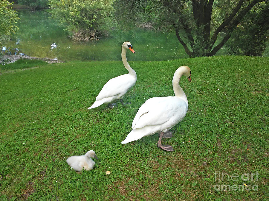 Swans Family Photograph by Jasna Dragun